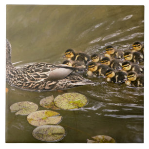 Animal - Ducks - Swim like a duck Ceramic Tile