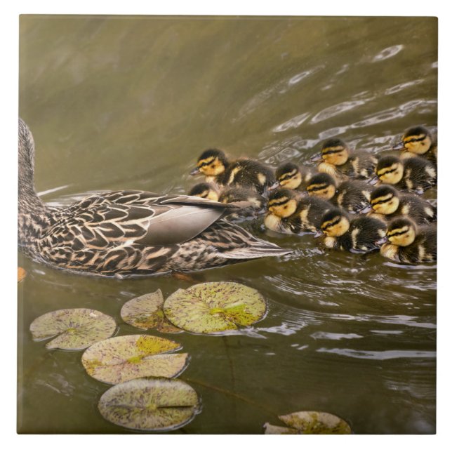 Animal - Ducks - Swim like a duck Ceramic Tile (Front)