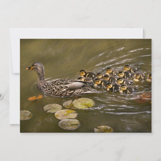 Animal - Ducks - Swim like a duck Invitation (Front)