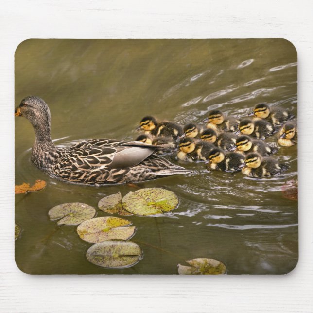 Animal - Ducks - Swim like a duck Mouse Pad (Front)