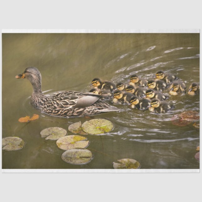 Animal - Ducks - Swim like a duck Tissue Paper (Front)