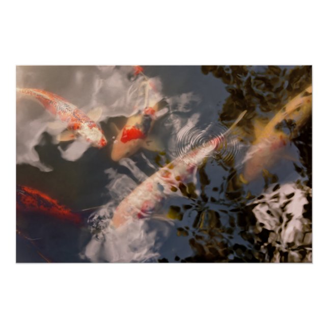 Animal - Fish - Being koi Poster (Front)
