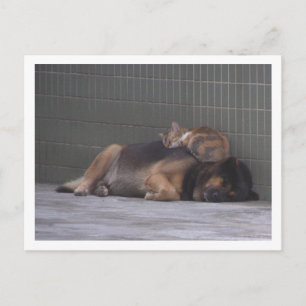 Animal friends Cat dog sleeping together Postcard