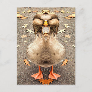 ANIMAL FUN POSTCARD