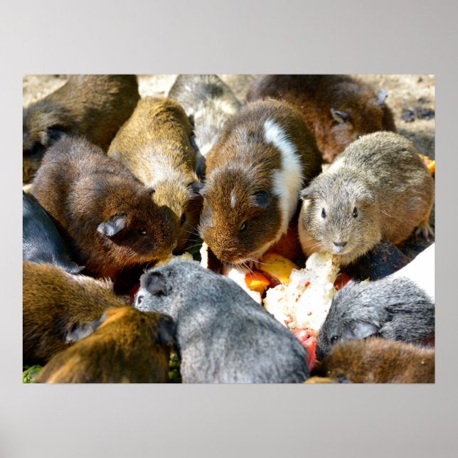Animal Guinea pigs eating fruits Poster (Front)