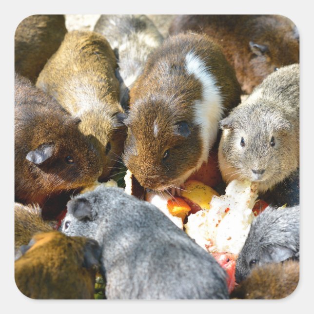 Animal Guinea pigs eating fruits Square Sticker (Front)