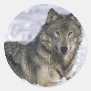 Animal In Snow Classic Round Sticker