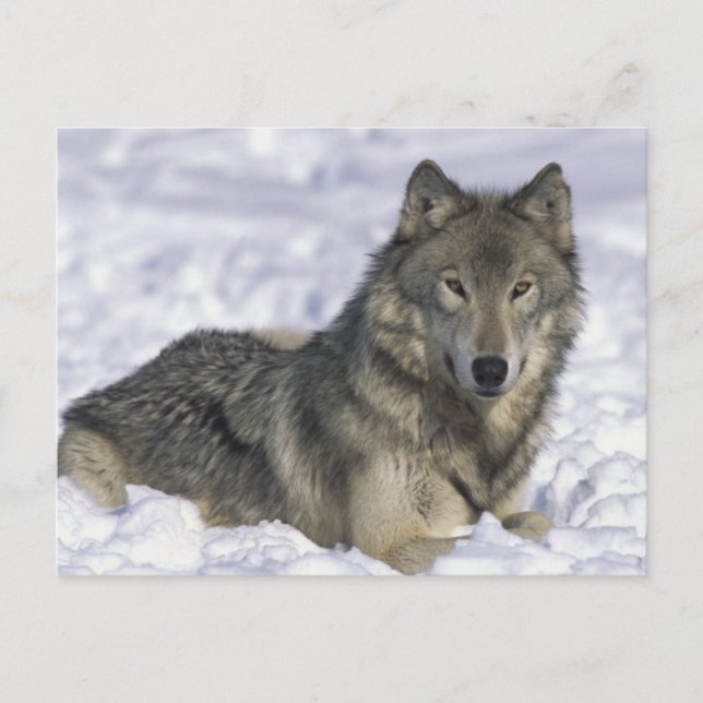 Animal In Snow Postcard (Front)