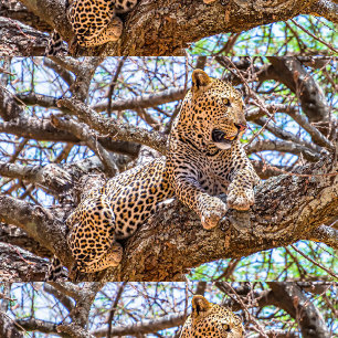 Animal In The Wild Cushion