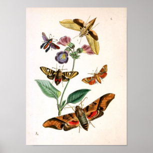 Animal-Insect-Butterfly-Rare-Book-Oriental-Entymol Poster