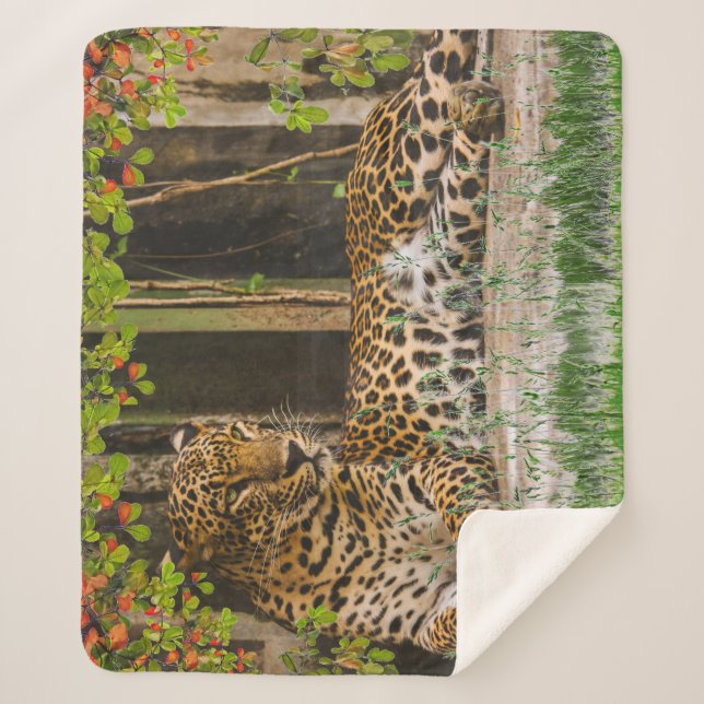 Animal Leopard Cat (50" X 60") Sherpa Blanket (Front)