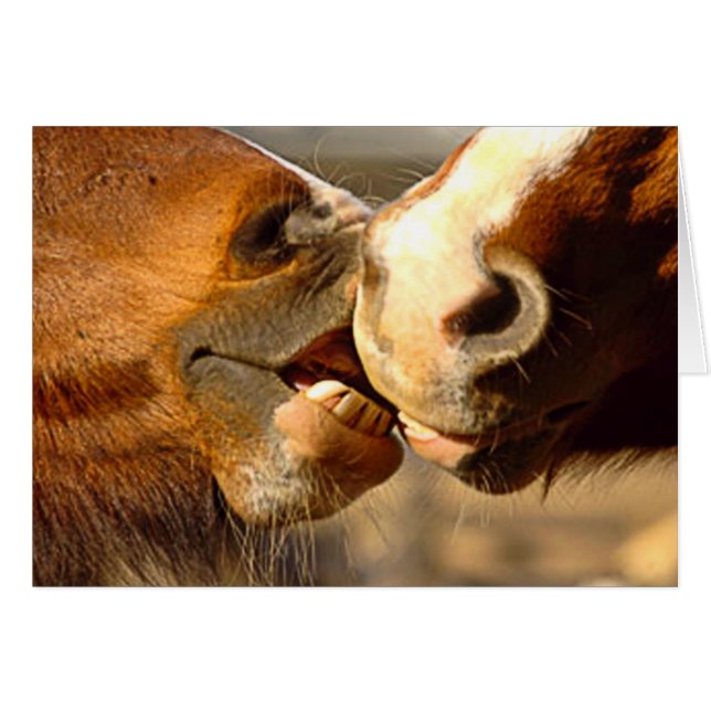 Animal Love (Front Horizontal)