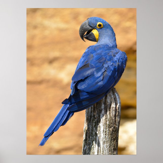 Animal of Hyacinth macaw perched on wood post  Poster (Front)