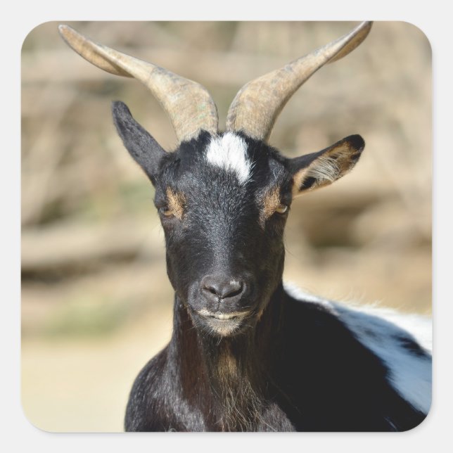 Animal of Rove goat with twisted horns Square Sticker (Front)
