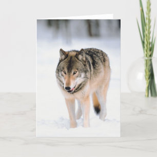 Animal Outside In Snow Holiday Card