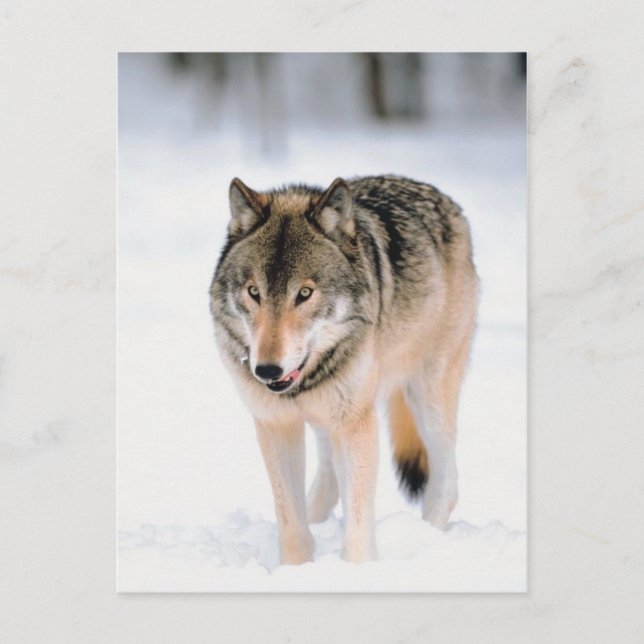 Animal Outside In Snow Postcard (Front)