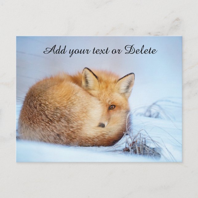 *~* Animal Red Fox Ap18 Wildlife Customise Artsy  Postcard (Front)