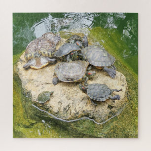 animal, reptiles, turtles, water, nature, plants, jigsaw puzzle