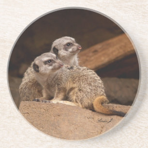 Animal Series---Meerkats on Guard Coaster
