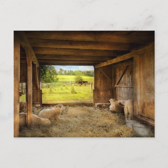 Animal - Sheep - Counting sheep Postcard (Front)