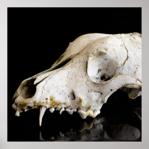 Animal skull poster
