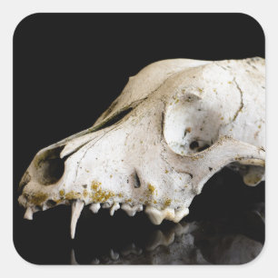 Animal skull square sticker