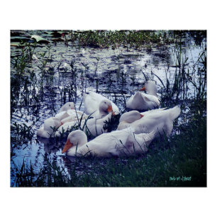 Animal Sleepy Ducks Pond  Poster