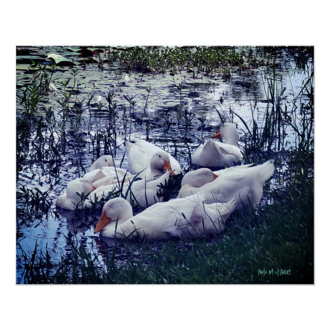 Animal Sleepy Ducks Pond  Poster (Front)