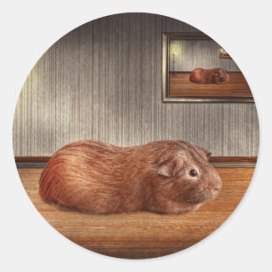 Animal - The guinea pig Classic Round Sticker
