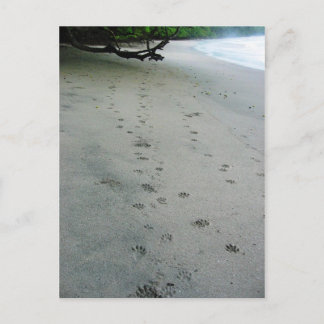 Animal Tracks - Manuel Antonio Park, Costa Rica Postcard