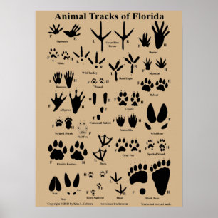 Animal Tracks of Florida Poster (Medium)