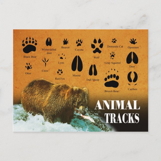 Animal Tracks Postcard (Front)