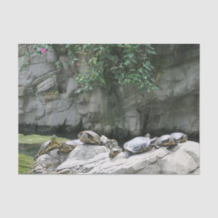 animal, water, turtles, stones, flowers, nature, tissue paper
