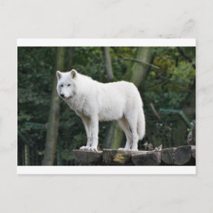 Animal Wolf Nature Peace Love Destiny Postcard