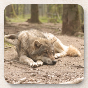 Animal Wolf Peace Love Wild Country Nature Coaster