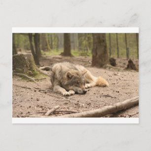 Animal Wolf Peace Love Wild Country Nature Postcard