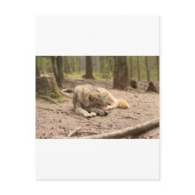 Animal Wolf Peace Love Wild Country Nature