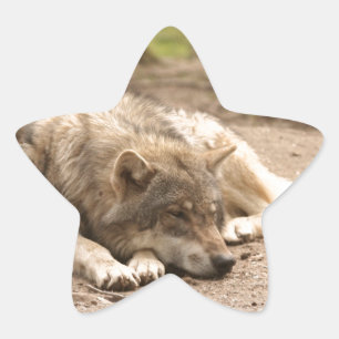 Animal Wolf Peace Love Wild Country Nature Star Sticker