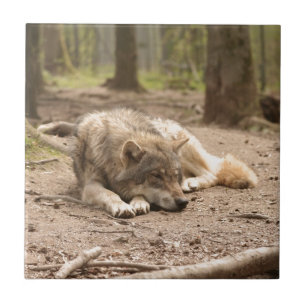 Animal Wolf Peace Love Wild Country Nature Tile