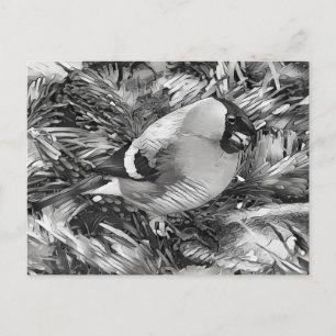 AnimalArtBW_Bird 001 -Bullfinch Postcard