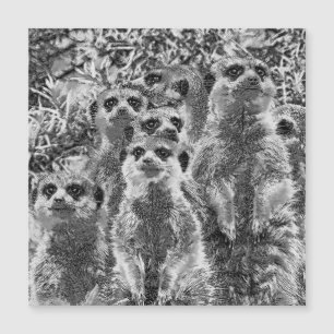 AnimalArtBW_Meerkat_001