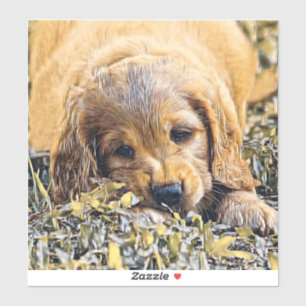 AnimalMix_Dog_005
