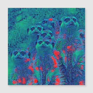 AnimalMix_Meerkat_015