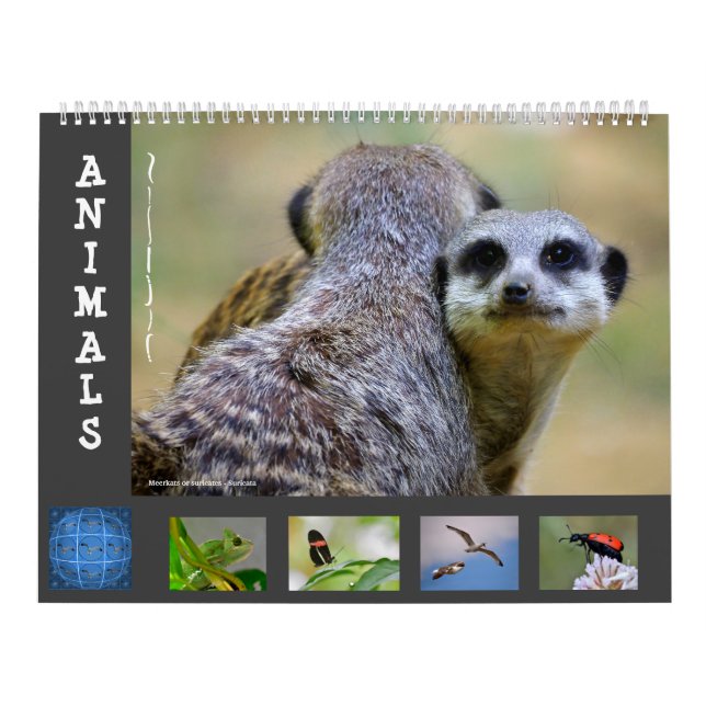 Animals 12 month calendar (Cover)