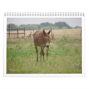 Animals Calander Calendar