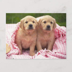 Animals, Cute Puppies Postcard