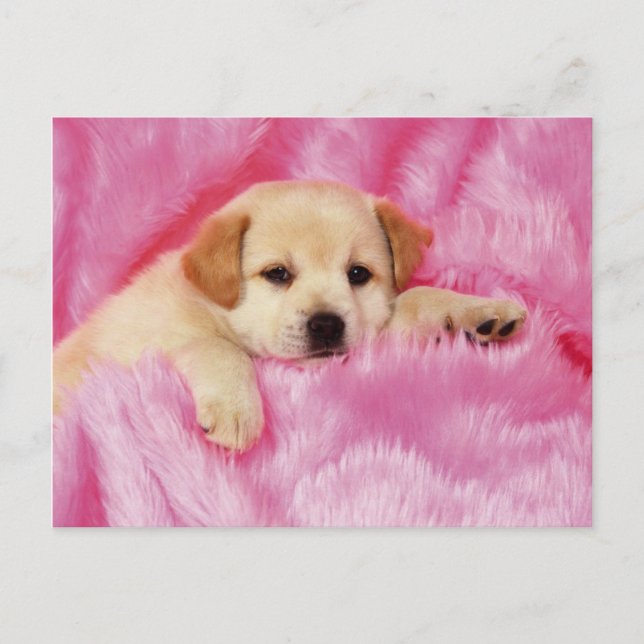Animals, Cute Puppies Postcard (Front)