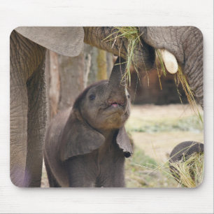animals, elephants, nature mouse pad