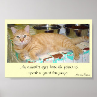 Animals' eyes speak a great language poster