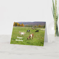 Animals Goats Pasture Vermont Photo Birthday